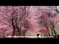 Download Lagu Phố Xuân Remix