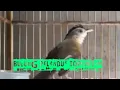 Download Lagu BURUNG PELANDUK TOPI HITAM GACOR #shorts