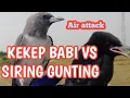 Download Lagu DUEL AIR ATTACK KEKEP BABY VS SIRING GUNTING HITAM