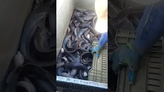 حصاد سمك القراميط    دندنها