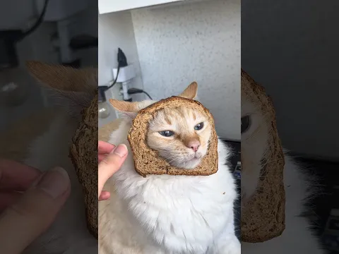O verdadeiro GATO PÃO!!