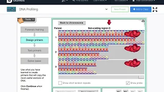 How to design your primers DNA profiling Gizmo