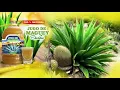 Jugo de Maguey - La bebida natural para combatir enfermedades