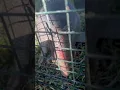 Armadillos Have Leprosy