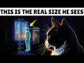 Your Cat Doesn t Think You re Large - Here s What Your Size REALLY Is to Them