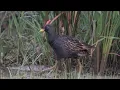 Download Lagu PIKAT BURUNG AYAM AYAM MENGGUNA DENAK BETINA