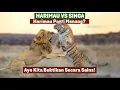 Download Lagu Singa VS Harimau - Harimau Pasti Menang? Ayo Kita Buktikan Secara Sains!