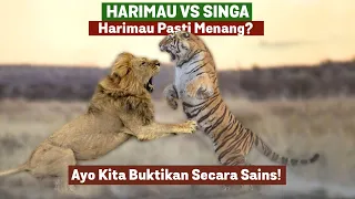 Download Singa VS Harimau - Harimau Pasti Menang Ayo Kita Buktikan Secara Sains! MP3