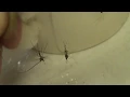 recording mosquito sounds