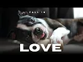 20 Reasons You ll Fall in Love with Boston Terriers From a Lifelong Owner