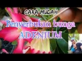 Download Lagu #adenium#carapenyerbukan# Cara Penyerbukan buatan pada bunga ADENIUM