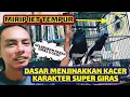 Download Lagu CARA MENJINAKKAN KACER BAHAN MAUPUN KARAKTER SUPER GIRAS