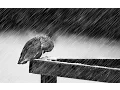 Download Lagu Cold - Jorge Mendez (Saddest Piano \u0026 Violin Instrumental)