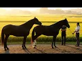 Horse breeding behind the scene and process 3