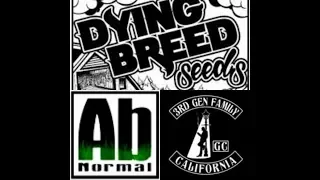 Shiloh Massive - Dying Breed Seeds 3rd Gen Family and Foe20 of ABNormal