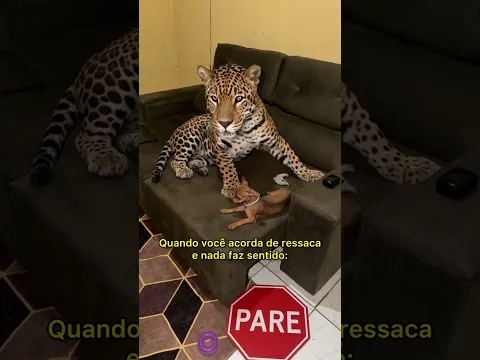 3 de setembro de 2026