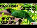 Lagu masteran cucak ijo besetan kasar  || tajam @jokikicau9256