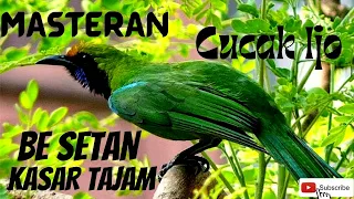 masteran cucak ijo besetan kasar tajam jokikicau9256