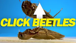 How do click beetles jump