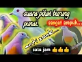 Download Lagu suara pikat burung punai@jahid channel