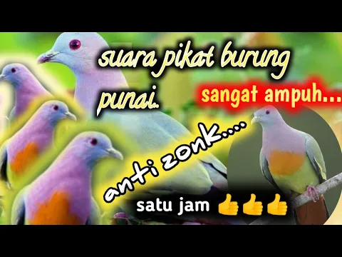 Download MP3 suara pikat burung punai@jahid channel