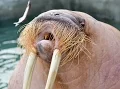 Dozer the Walrus catcalls the ladies