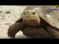 Python attacks wild turtle eggs