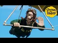 Lagu 😂🐑 Shaun the Sheep’s Funniest Flock Fails! – Kids Animation | Full Episodes Compilation [1 Hour]