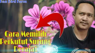 cara memilih perkutut surung derajat supaya tidak kecewa