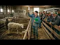 The Sale Barn Let Her Take the Cull Ewe for 20 Eight Years Later Her Flock Set the State Record