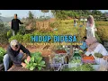 Download Lagu KEHIDUPAN DIDESA | NYIRAM KEBUN, BELANJA KEPASAR, LANJUT MAKAN BARENG KELUARGA