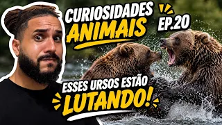 Curiosidades ANIMAIS! Ep.20 - Luta de GIGANTES