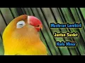 Download Lagu MINOR.!! Masteran Lovebird Jantan Konslet Birahi Lanjut Bunyi Auto Ampuh Cetak Ngekek Dobelan