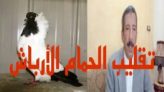 الحمام الأرباش التقليب مع المواصفات القياسية التى تتوفر فى فرد الحمام  الحمام الأرباش التقليب مع المواصفات القياسية التى تتوفر فى فرد الحمام