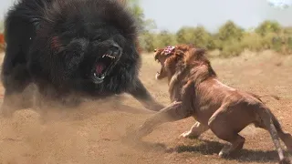 Singa Ketakutan Jika Bertemu dengan Anjing Raksasa Ini! Inilah 7 Hewan yang Bisa Mengalahkan Singa