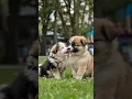 Download Lagu cute puppy adorable video #cute #pets #funny #puppy #cutedog #dog #shorts