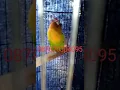 Download Lagu Lovebird Mangap Nada Minor