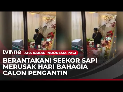 Sapi Ngamuk Obrak-abrik Isi Tenda Pernikahan, Calon Mempelai Nangis Histeris