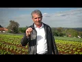 GROW QUALITY SUGARLOAF CHICORY IN YOUR GARDEN!