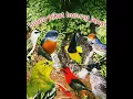 Download Lagu pikat burung kecil sogon prinjak atas cipow di jamin ampuhh
