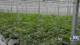Michigan lawmaker seeks to repeal marijuana tax