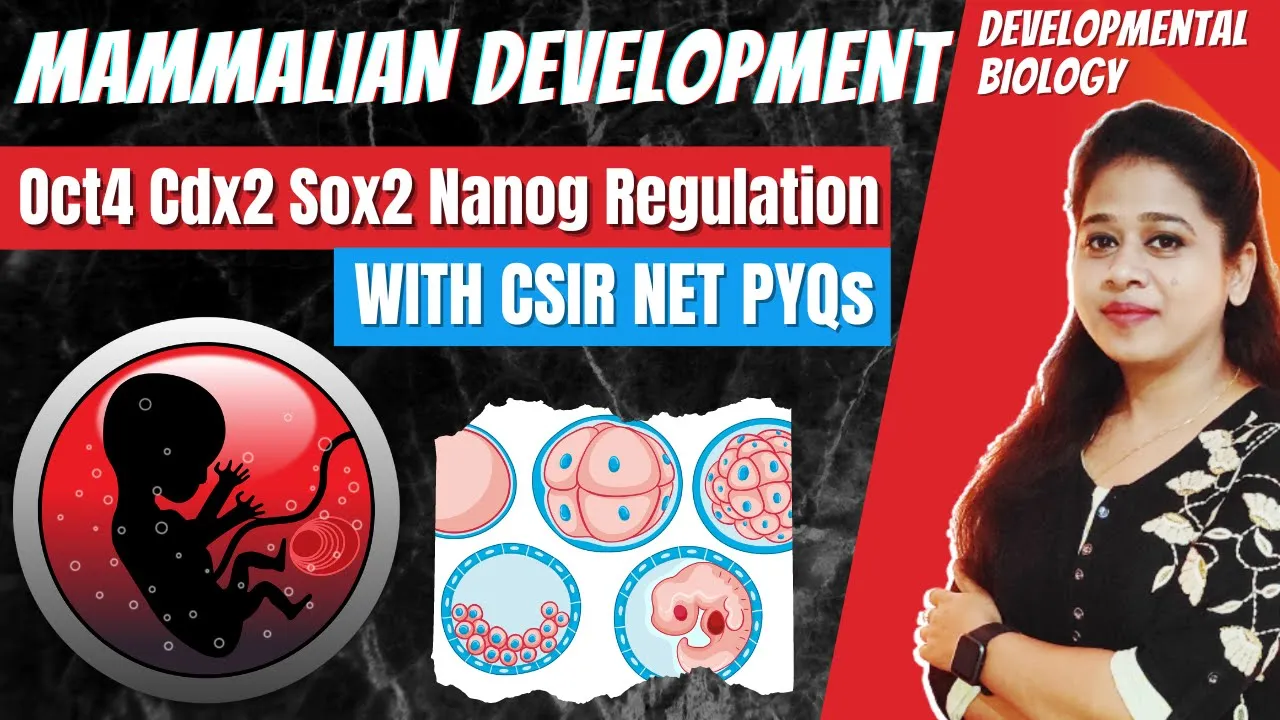 Mammalian Development | Anterior Posterior Patterning | Blastocyst | Inner Cell Mass | CSIR PYQs