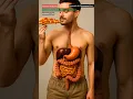 Digestive System Animation How Food Travels Through Your Body AI Anatomy Illustration