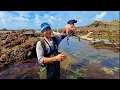 Massive Lobsters on Extremely low Tide Amazing Foraging Adventure - Catch and Cook