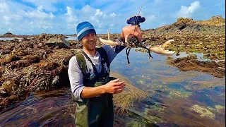 Massive Lobsters on Extremely low Tide Amazing Foraging Adventure - Catch and Cook