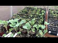 Harbor freight greenhouse automatic vent installation