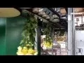 Chrysanthemum processing Bercomex Furora at Kreling Chrysant