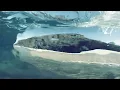 Enya — Caribbean Blue 1h loop