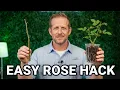 The EASIEST Way to Propagate Roses How to Propagate a Rose from a Cutting