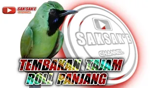 Download Masteran Cucak Ijo || Tembakan Tajam Roll Panjang MP3